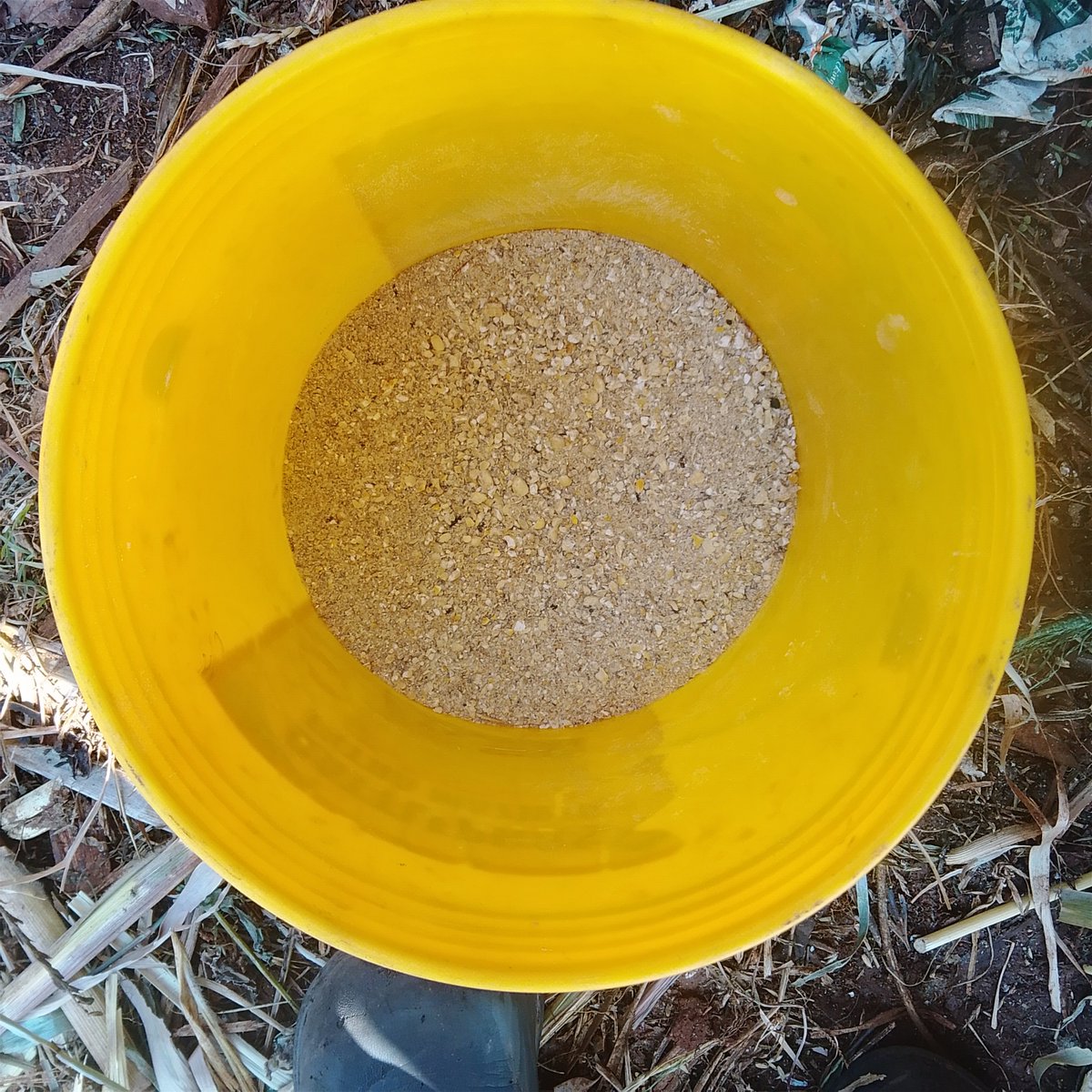 BillyDeu's tweet photo. Ni masaa ya kulisha kuku wangu lunch😂😂. Hii ni layer 1likuwa 10kg nikachanganya na ile ya kusiaga mahindi. Kuku wanakula wanakuwa healthy. https://t.co/NQRFHAWCls