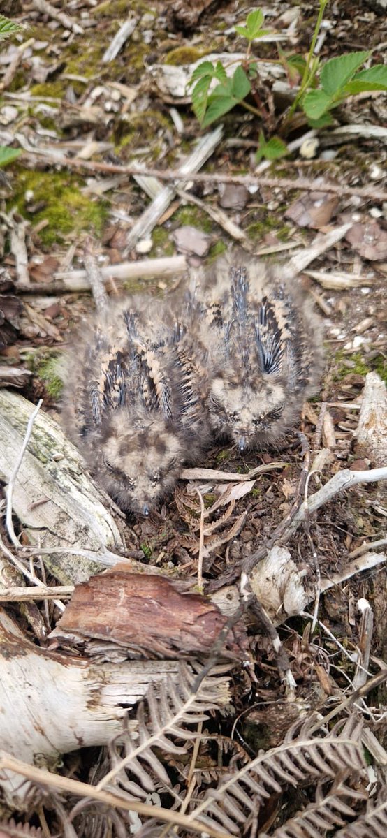 RingersWm's tweet photo. Continuing our #Nightjar theme this week… 🌙🐦

Fantastic to ring these Nightjar chicks, which will now be reared by their dedicated dad. Even better, finding the female on a new nest with the 1st egg of her 2nd brood already laid.

An incredible breeding season in full swing! https://t.co/9Jzv2MizWk