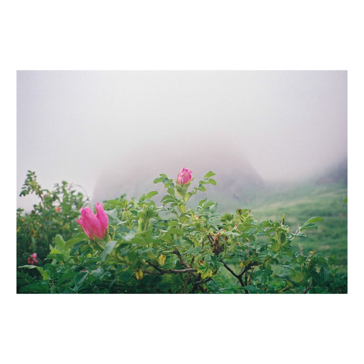 mashikuopht's tweet photo. さようなら、いつか　

CONTAX T2
FILM Kodak Gold200

2026-0619

借りもののCONTAXにて

フィルム撮影は、30年ぶり

#contaxt2  #礼文島 #NVAN https://t.co/LlMBBnXNzl