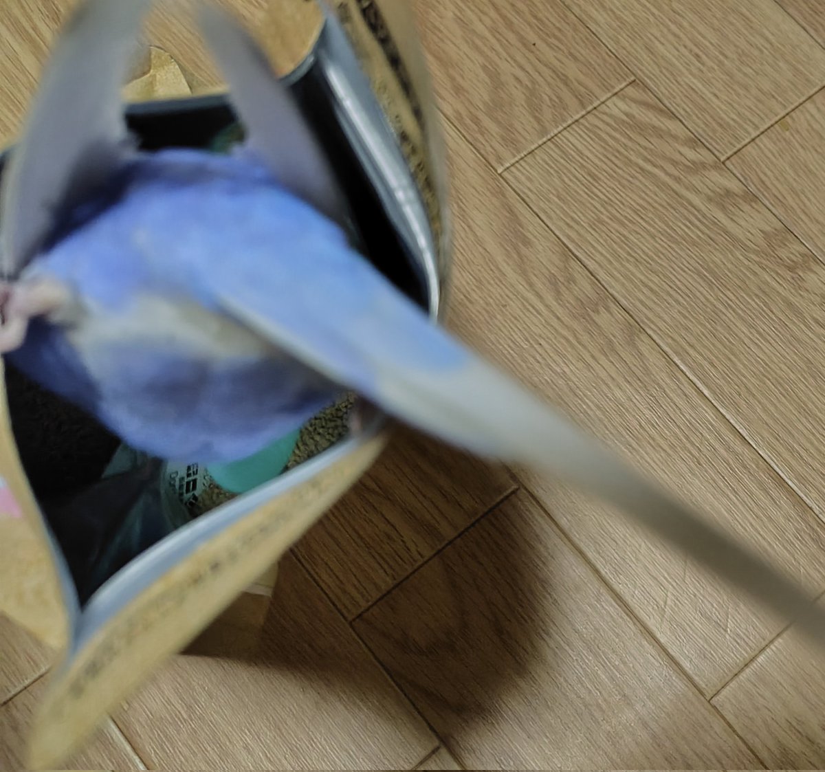 kokosuke_inko's tweet photo. うん。そうじゃない🐸
待てないのは、わかるよ。
野生のかけらもない、
うちのぴよそっく。🐣 https://t.co/ia1el2jqvb