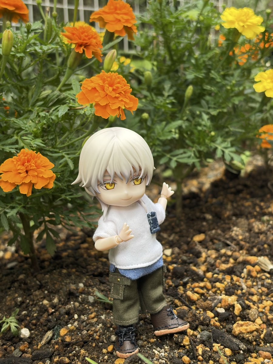 mochiusa_saniwa's tweet photo. 我が家の花壇‥
ビタミンカラーが眩しいですね！

#ねんどり
#ねんどろいど男士 https://t.co/BFQHKHJ9y3