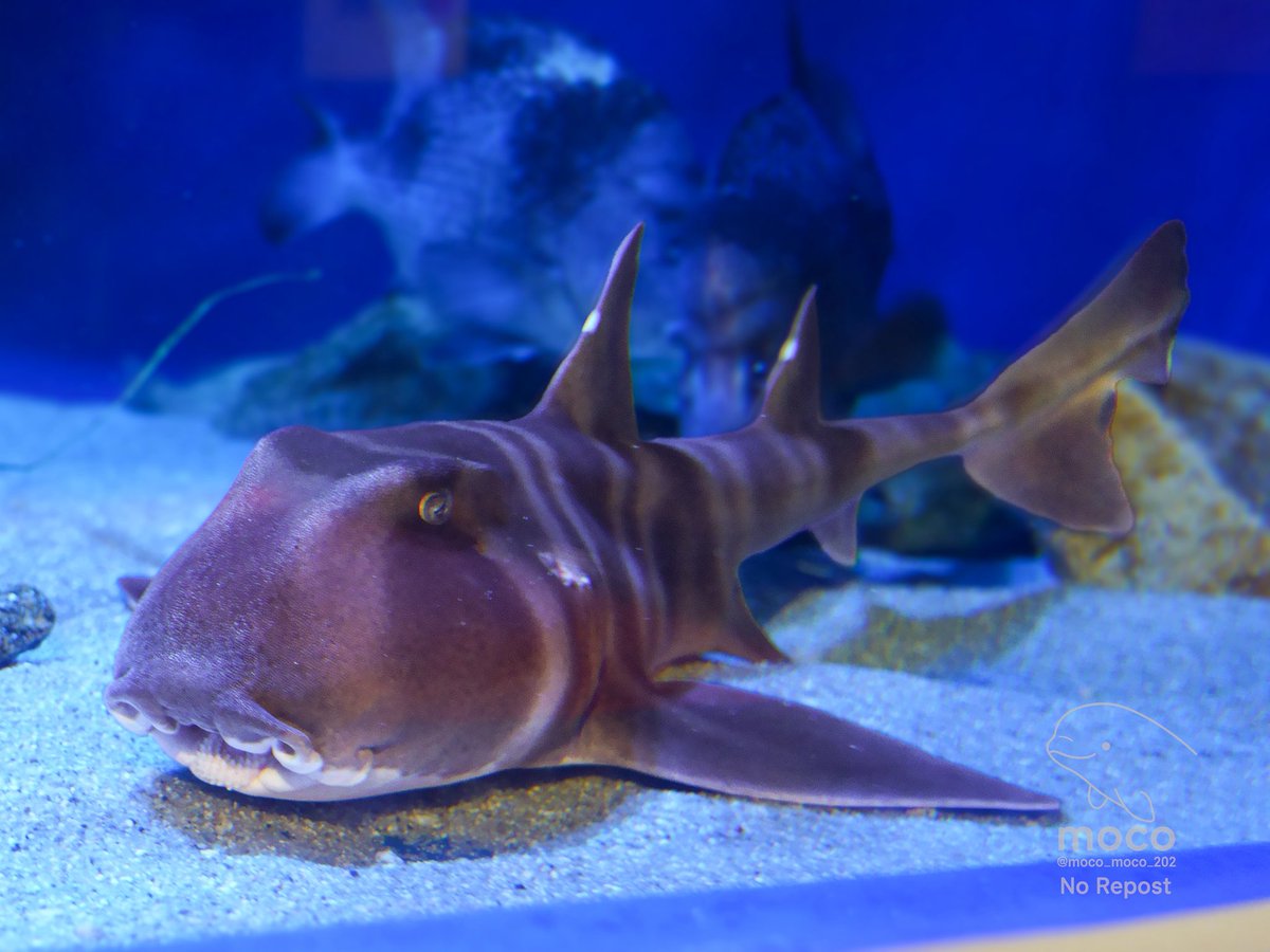 ネコザメさんページ ネコザメさん🐱 #竹島水族館