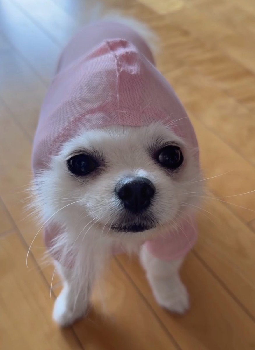 omaparidog's tweet photo. 防虫服サイズミスってごめん https://t.co/ridvvSzIOn
