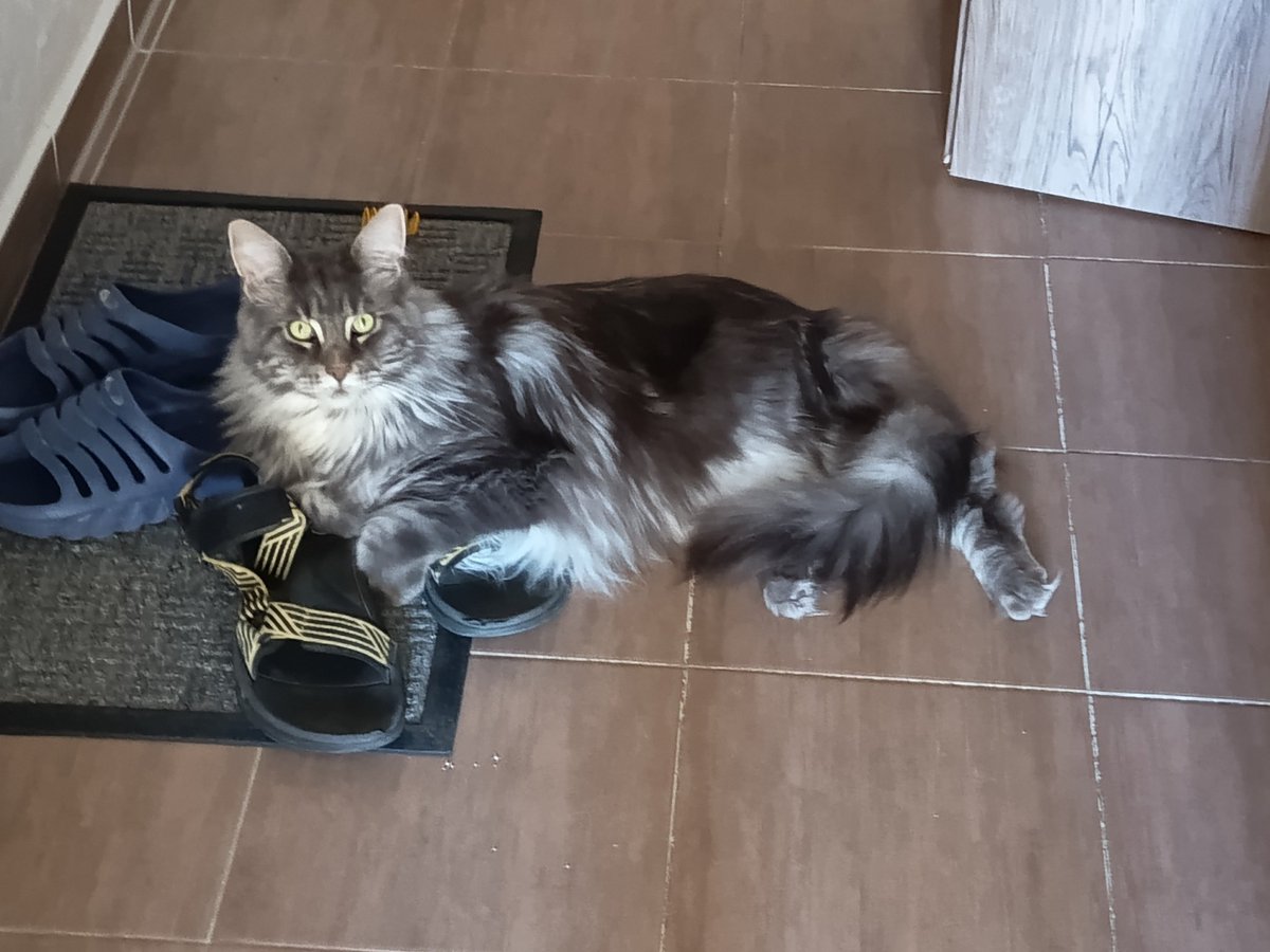TomVrbka5's tweet photo. Poněkud vlažné přivítání po mé týdenní absenci 😹😻 https://t.co/Ad5P94lMSd