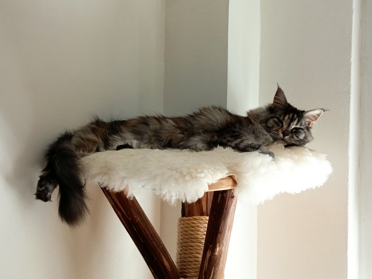 TomVrbka5's tweet photo. Poněkud vlažné přivítání po mé týdenní absenci 😹😻 https://t.co/Ad5P94lMSd