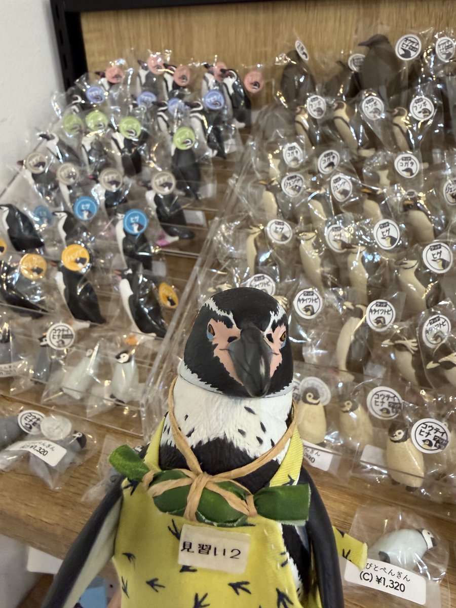 _98pen's tweet photo. ペンぎょ展、ジャックするぼぇぇぇぇ！その④

ボクよりでっかいフンボさんがいたぼぇぇぇ！
めちゃ進化している、こびとぺんぎんさんのフィギュア🐧✨️
ちっちゃい子たちもかわいいねぇ🥰

 #ペンぎょ展 https://t.co/KJN8l4wTU1