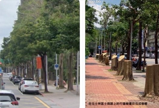Aki739379574946's tweet photo. 亂砍樹會有報應的，這麼大棵的樹起碼都是阿公級以上的，有樹靈的。
斷頭不是修剪，蔣萬安在幹什麼！年底用選票表達憤怒，把蔣萬安轟出台北市政府‼️

這麼大的樹健健康康的說砍了就砍了。沒想過要多久才能種回來？
都沒有人能阻止蔣市府繼續「行兇」嗎？要砍多少才肯罷休？
好難過。

這件事很詭異，市長亂回覆說是私地，也還沒回應議員的索資請求，馬不停蹄的砍樹

護樹團到底躲去哪了？
國民黨是有給你們錢嗎？台本市民硬起來，賣台賊國民黨的3姓萬安把台北市民當傻子，不會反抗啊！11/28一起下架3姓萬安😡😡😡