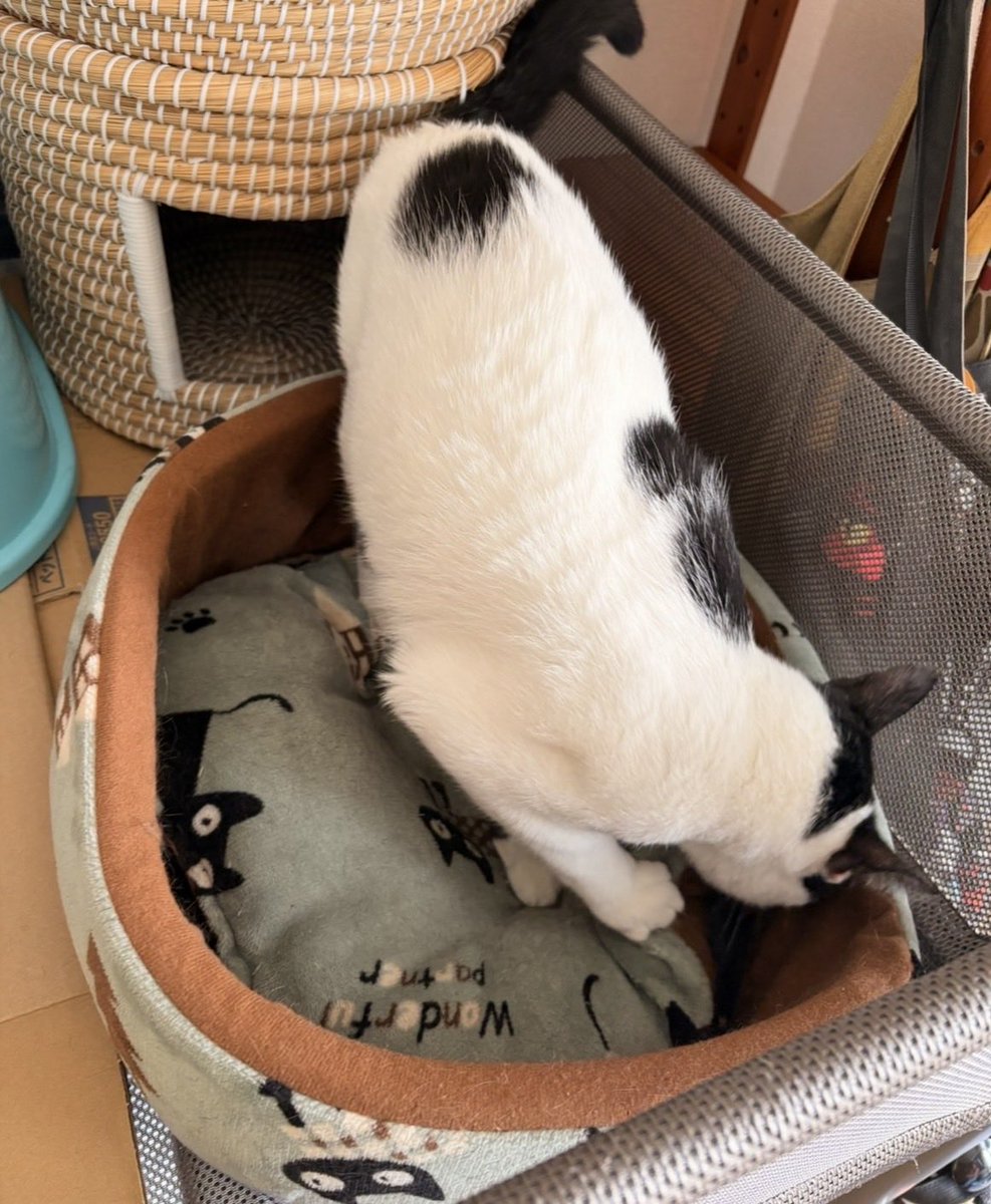 nekonoie5622's tweet photo. みんな大好きスリゴロ甘えん坊のしろ丸君、本日ご家族様のもとにお届けしてきました。
道中から余裕な様子で、お部屋に開放後は探索に勤しんでいて可愛いポーズは撮影できませんでした😅
オモチャや隠れ場所が沢山あり、里親さんの愛情もたっぷり独り占め😸
しろ丸君卒店おめでとう🎉
幸せになってね💖 https://t.co/vYlOavrDWP