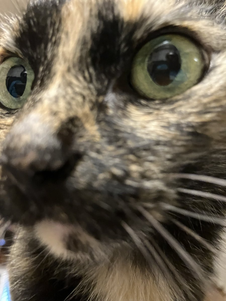 tino950's tweet photo. さらに追加w(=^x^=)
#土アップ祭 #サビ猫 #cat #tortoiseshellcat #サビ猫はいいぞ https://t.co/TSmEw51gDT