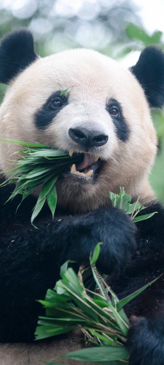 毎週シャンシャン (@PandaFanHouse) / Posts / X