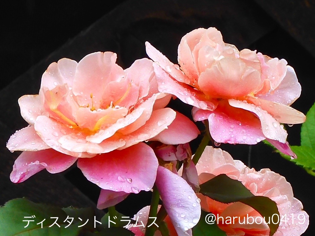 harubou0419's tweet photo. おはようございます🌹☔️

昨日、薔薇を撮影していたら、雨に濡れた花びらがいつもとは違う表情を見せてくれました。

雨の日だからこそ出会えた、しっとりとした美しさ。
今日も穏やかな日曜日になりますように😊

#薔薇 #花写真 #日曜日 https://t.co/zlDPB1vIDW