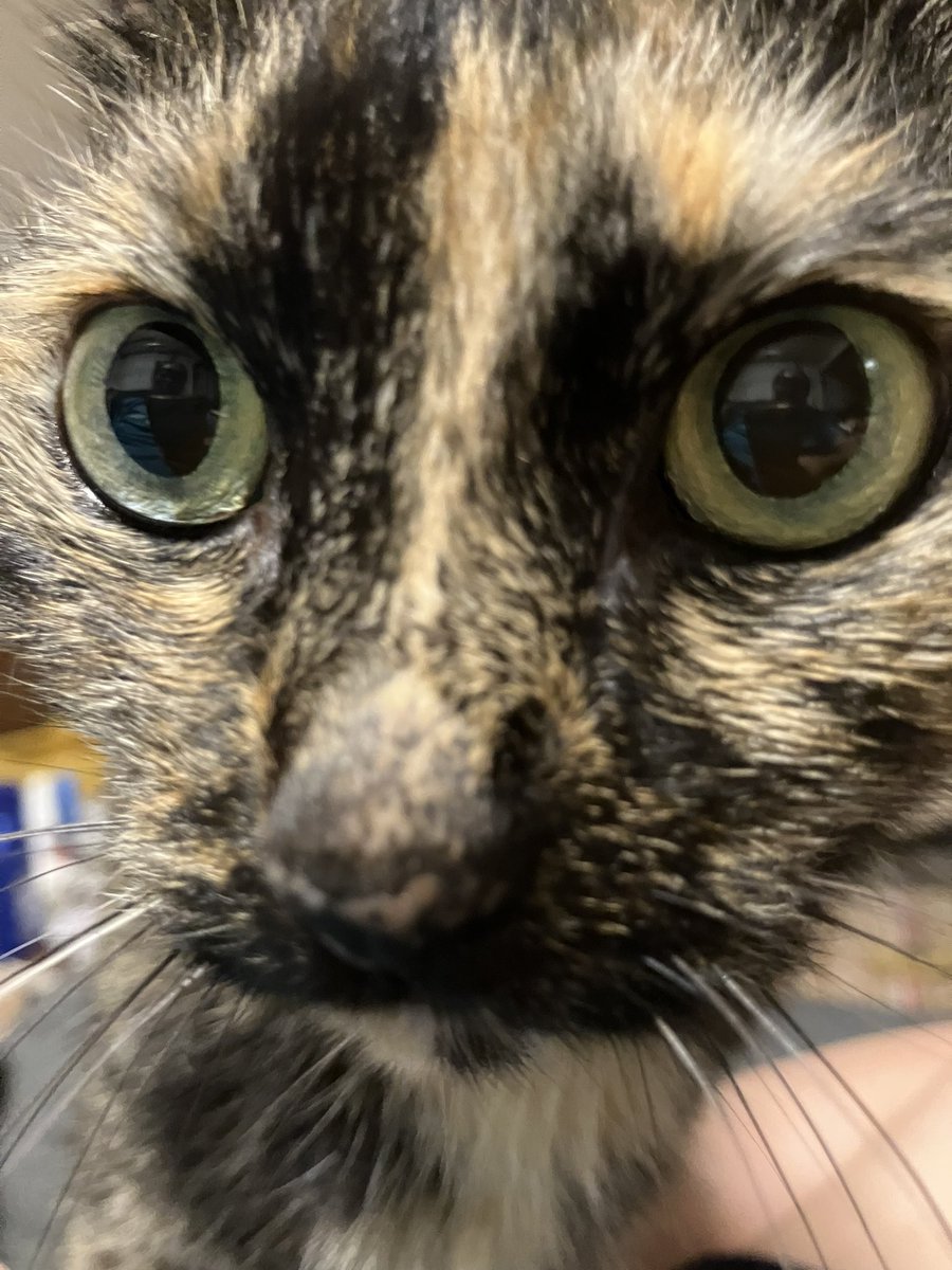 tino950's tweet photo. 今週はチャラさんのアップたくさん撮ったな😊
#土アップ祭 #サビ猫 #cat #tortoiseshellcat #サビ猫はいいぞ https://t.co/KfPsG1m5Az