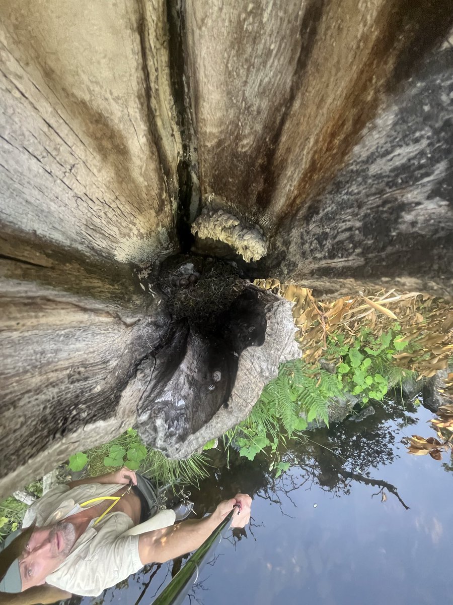 ScarecrowNeste1's tweet photo. Blondie is a busy mum

Feeding her semi-independent young whilst incubating her second clutch 

It took an hour of watching to work out what was going on 
&amp; another nest which couldn’t be found cold searching, the bird completely hidden away down in the cavity 

#NestRecordScheme https://t.co/xVdZMaE7IJ