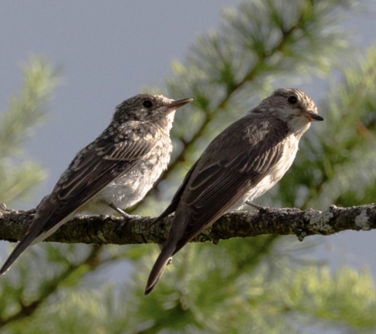 ScarecrowNeste1's tweet photo. Blondie is a busy mum

Feeding her semi-independent young whilst incubating her second clutch 

It took an hour of watching to work out what was going on 
&amp; another nest which couldn’t be found cold searching, the bird completely hidden away down in the cavity 

#NestRecordScheme https://t.co/xVdZMaE7IJ
