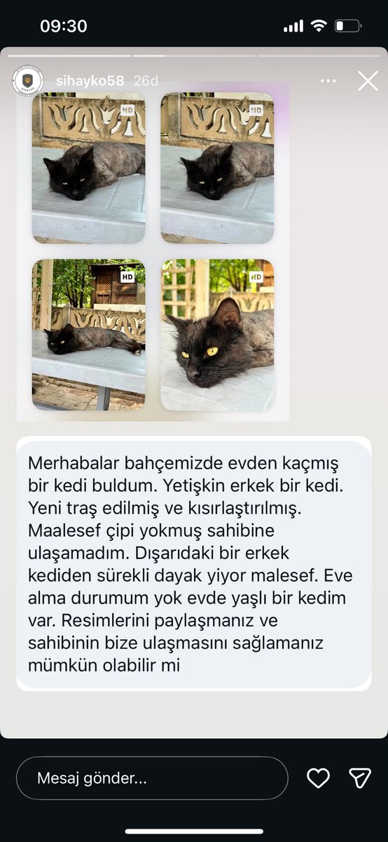 KutusuzPandora_'s tweet photo. Sivas ÇOK ACİL YUVA/GEÇİCİ YUVA
Traşlı, erkek, kısır kedi. Tıraş ettirip parka bırakmışlar, parktan da birileri eve alıp otoparka geri atmış, oradan da başka bir semte atmışlar ağlıyor diye. Bir pastaneye sığınmış ama oradaki erkek kediler dövüyor. Nolur yayalım İrtibat:ben https://t.co/nCq1qlmAlu