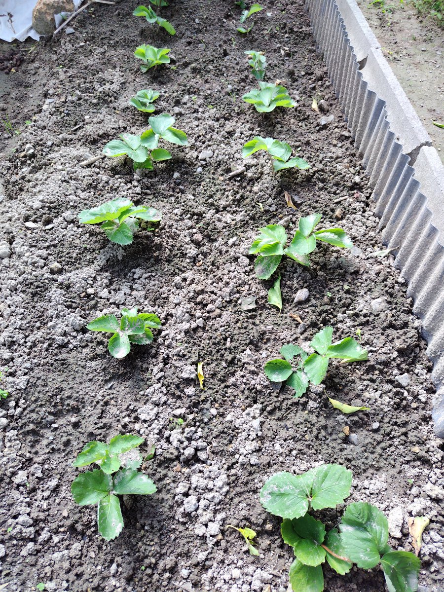 sigechan0_0's tweet photo. 苺🍓のランナが伸びていたので、切り離して定植しました。
初めてだけど、コレでよいのでしょうか。🤔 https://t.co/otRNi1kbTx