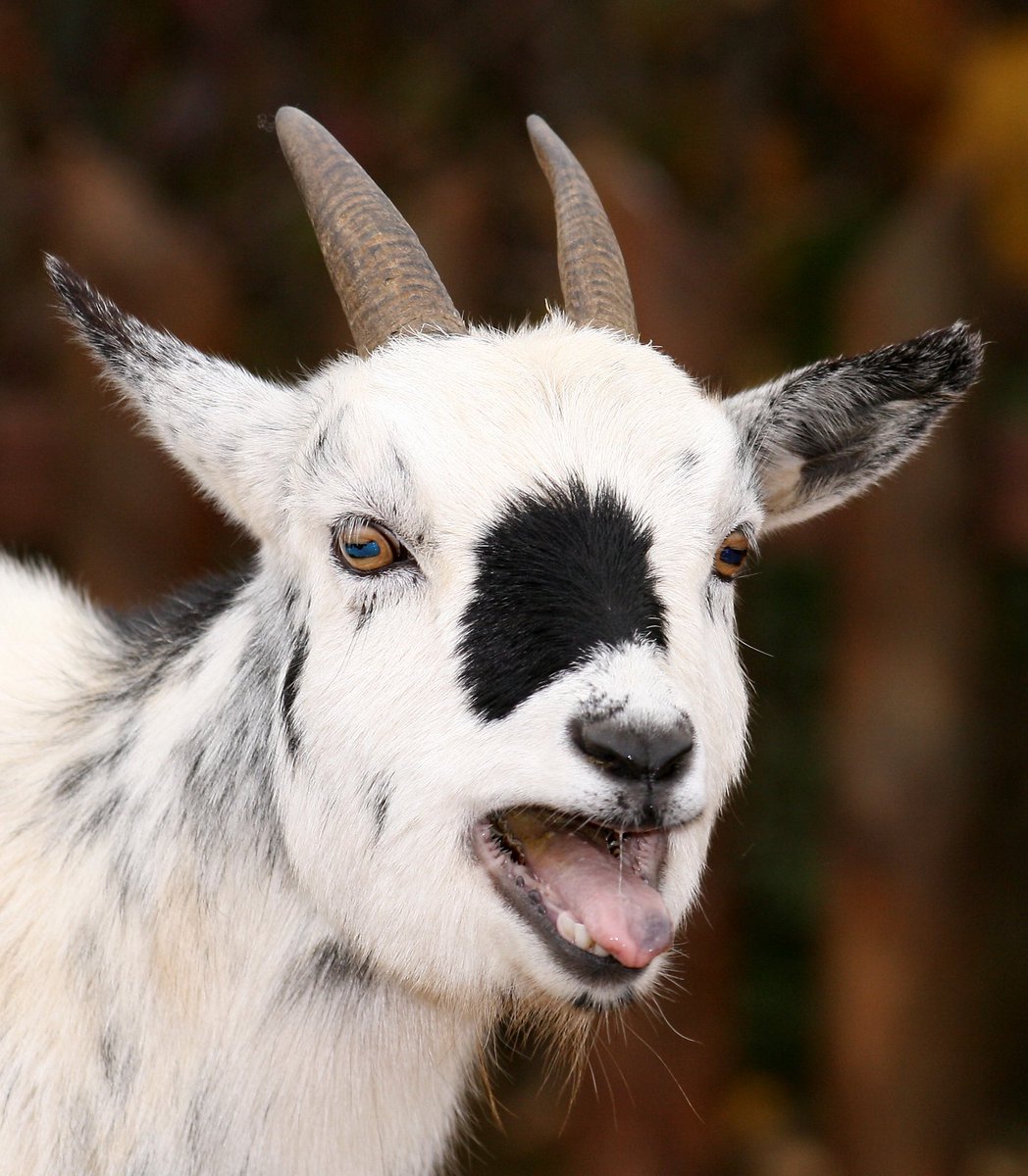 deathbringerer's tweet photo. “Everything with horns are evil!! We should keep away from them!!” 

You literally eat them. This has horns and you eat them. Who’s evil now. https://t.co/p0c51ARDLW