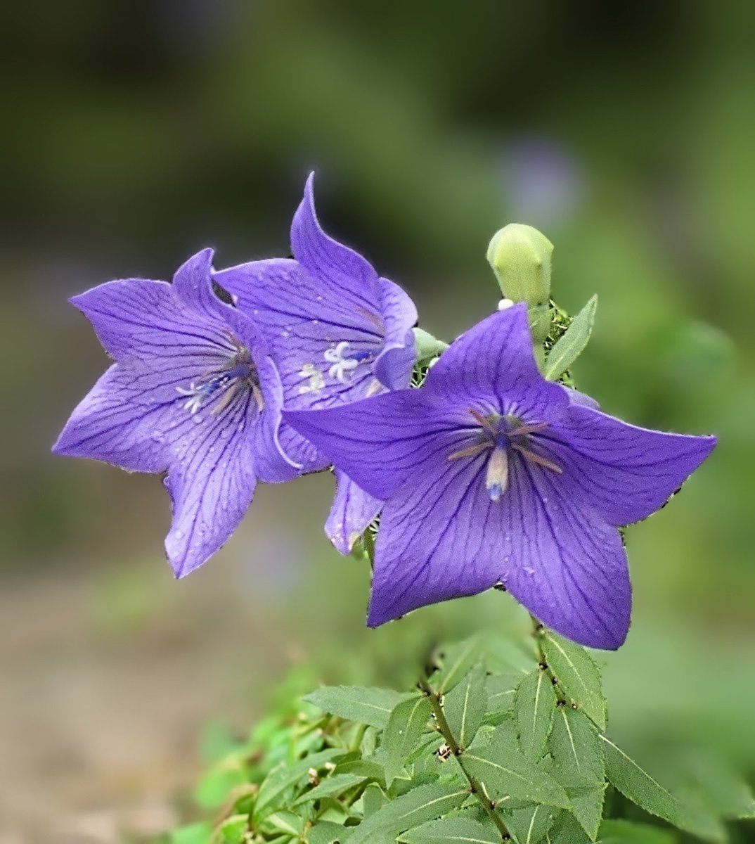 ZGKNlSuR1LOepfc's tweet photo. 桔梗が咲いてました。
　桔梗は、「吉更＝さらに吉」の草木として尊ばれ、花の色は、平安時代から続く伝統色です。花の形は、昔から武家の家紋とされました。桔梗のデザインは、着物にも広く使われるようになったそうです。
　2026年7月上旬に東京都・小石川後楽園で撮影 https://t.co/lmk8s5FURF