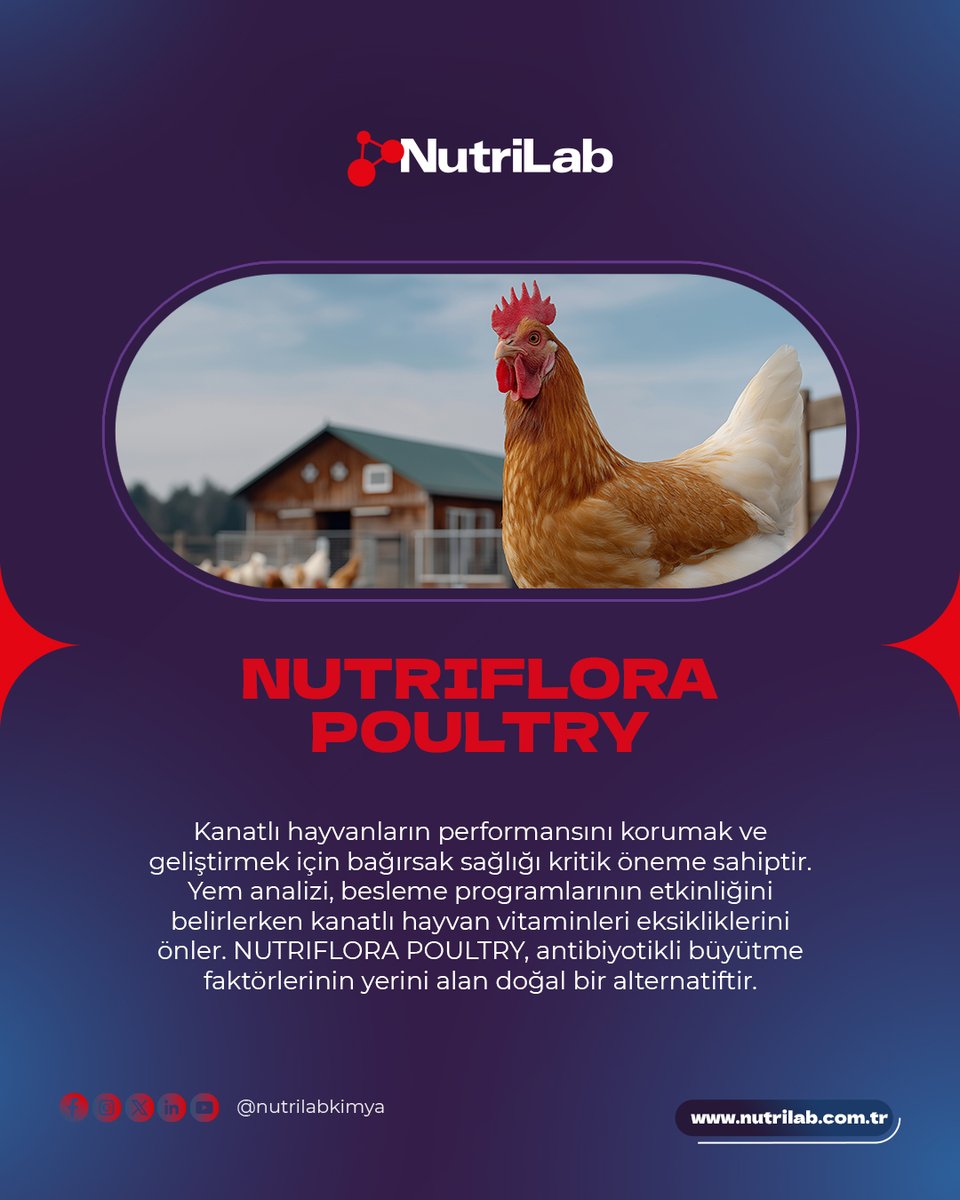 NutrilabKimya's tweet photo. Kanatlı hayvanların performansını korumak ve geliştirmek için bağırsak sağlığı kritik öneme sahiptir. Yem analizi, besleme programlarının etkinliğini belirlerken kanatlı hayvan vitaminleri eksikliklerini önler. https://t.co/g20ipQ6GSQ
