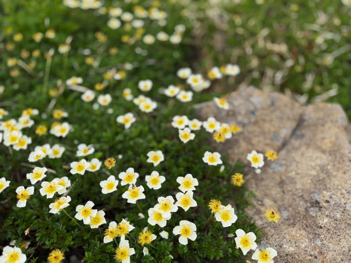 strayhiker's tweet photo. 7月は高山植物も賑やか。日帰り入浴は西屋も東屋も終了していたので、中屋別館不動閣へ。オリンピック風呂が最高。 https://t.co/CDkVSqLUN8