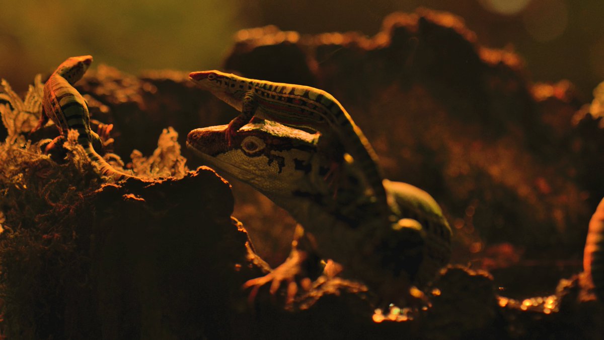 raftingzalmoxes's tweet photo. #SurvivingEarth
Tim Haines's practical FX work paid off. The Carboniferous rainforests have never looked so real and beautiful... https://t.co/ddyrZZBYnd