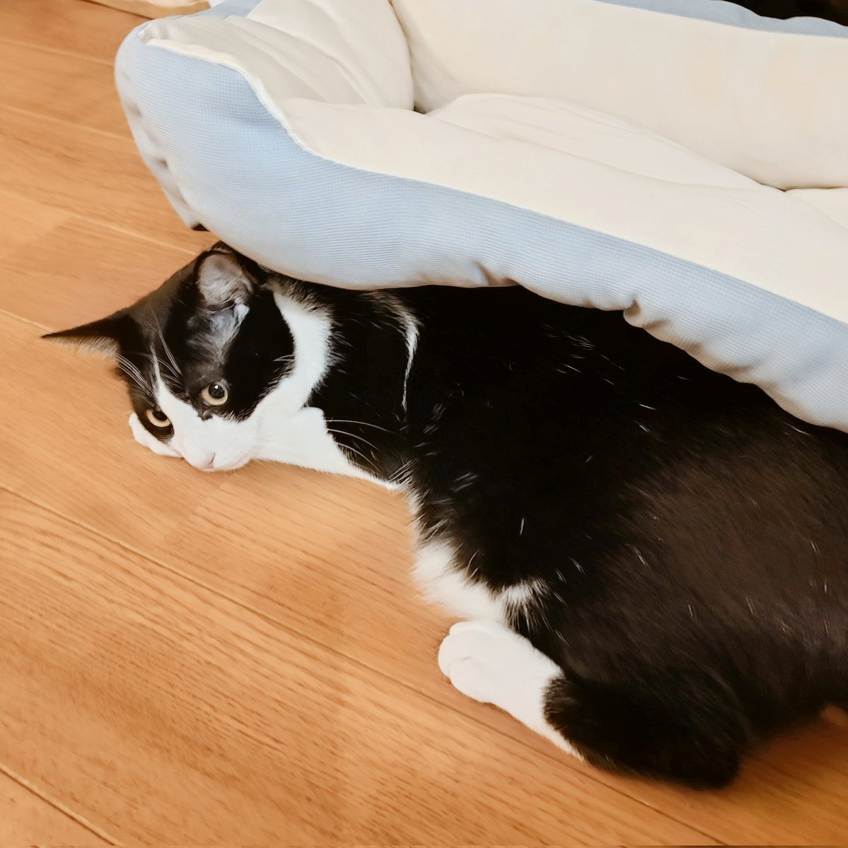 yoruwo_t's tweet photo. 新しい猫ベッドはとりあえず下に潜り込んでおく派 https://t.co/JyiGZkkUjK