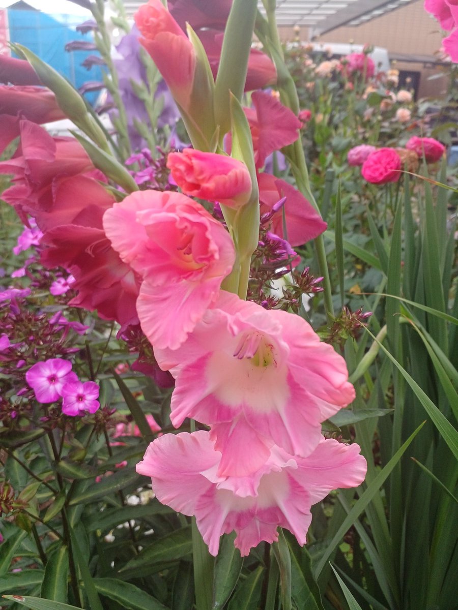 pansybreeder's tweet photo. グラジオラス‘ピンクパロット’
大きく広がった白底の花で、朝顔で言うところの「筒抜け」が良い。
オレンジみがある柔らかいピンク色と細かなフリルが優しい印象。 https://t.co/a8ldMrDMTc