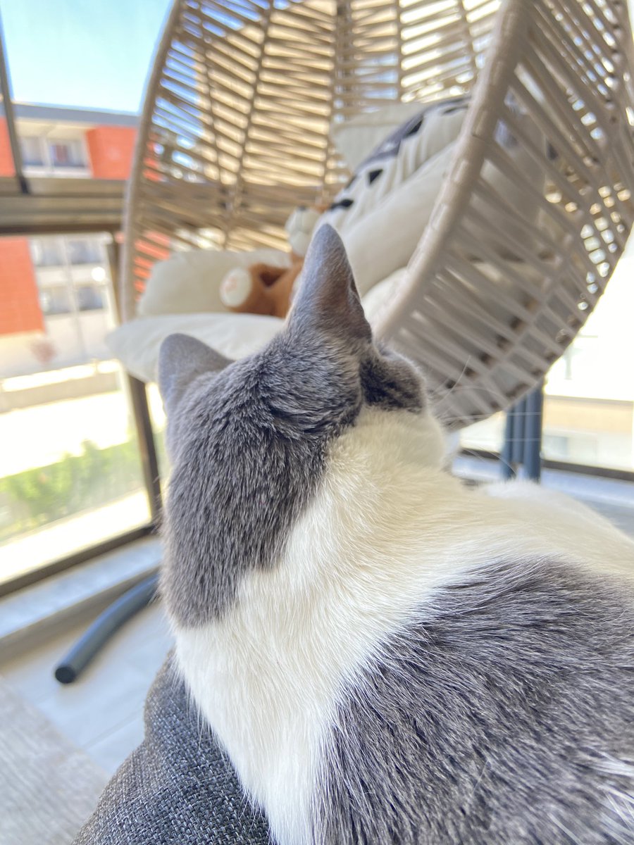psikodeliii's tweet photo. Beste geldi Mia küstü 🥺 https://t.co/FeXwUFfleh