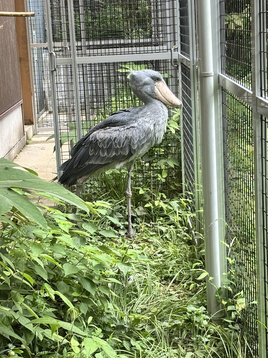 52gotudaiko52's tweet photo. そのあとは、のいち動物公園
ボテっと座ってるプレーリードッグが可愛いすぎた https://t.co/sRyy5mq0Hy
