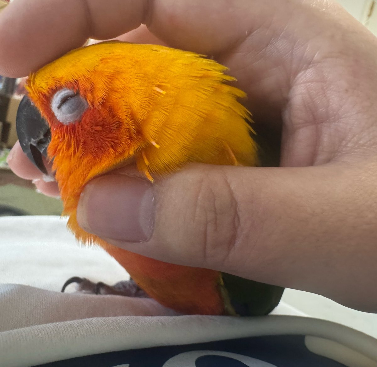ajgmt85653's tweet photo. ななちゃんうっとり中🤭
#ナナイロメキシコインコ https://t.co/FWRnyp2xgZ
