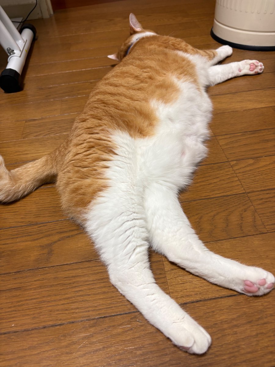 yopich_'s tweet photo. 良いケツの日。（毎日） https://t.co/cHuD1LV9TO