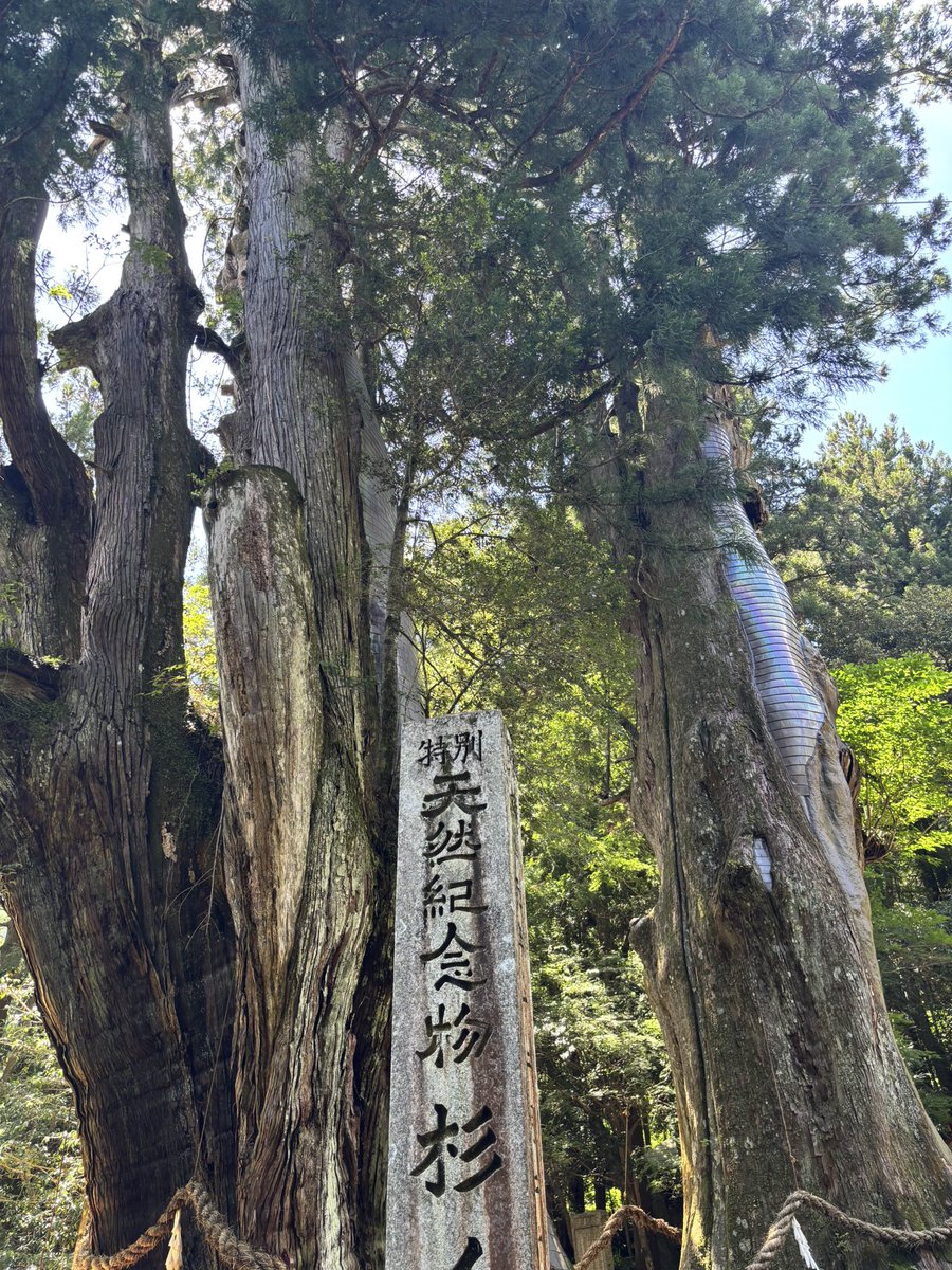 52gotudaiko52's tweet photo. そのあとは、旅の締めくくりスギの大杉
美空ひばり氏が日本一の歌手になりたいと祈願した大杉
これから無事に帰れられるように拝みました
高知いいぞぉー！ https://t.co/Eyw33Alxg9