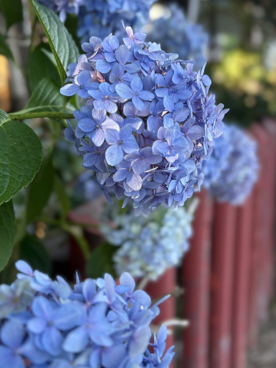 tonlimoncha's tweet photo. お暑うございました
涼しげな紫陽花を眺めながらアイスティーでひとやすみ https://t.co/xB6rkYhNDJ