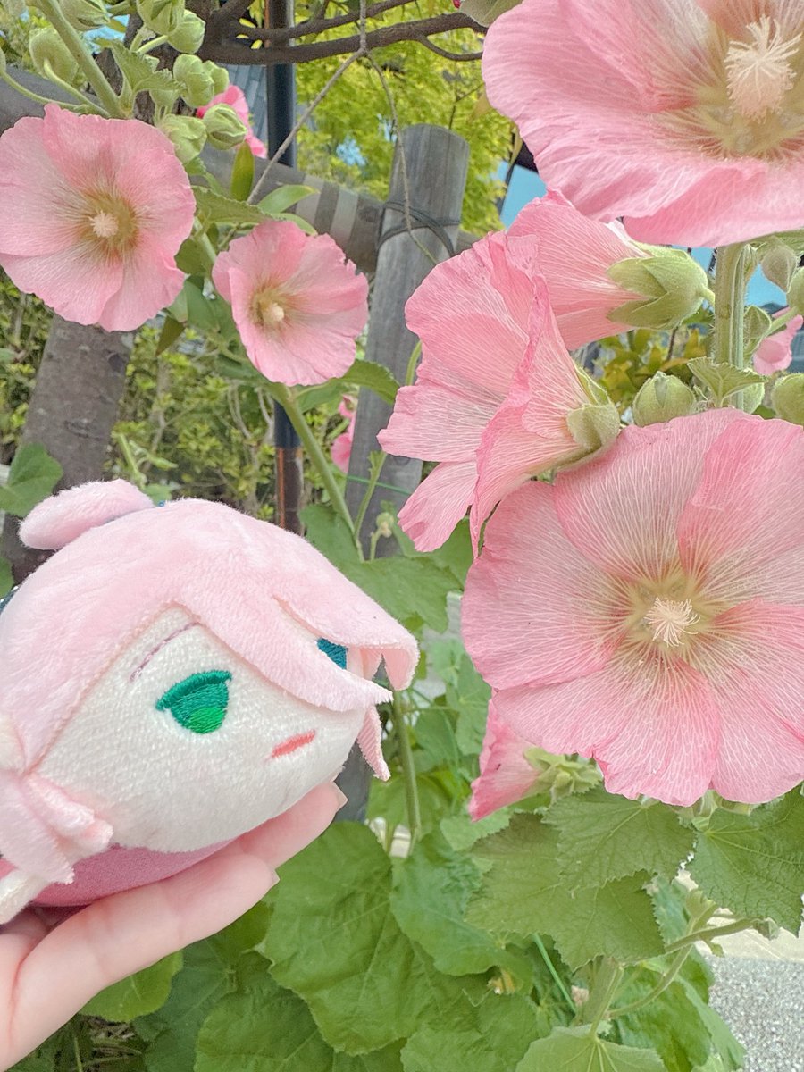 arkray_magane's tweet photo. そうざとの近頃のおでかけです https://t.co/pJvmdIxjN1