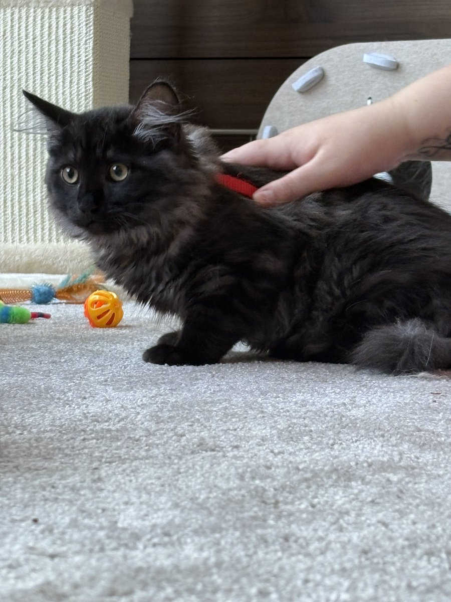 OGAlphaJessYT's tweet photo. EVERYONE HERES THE NEW MEMBER OF THE HOUSEHOLD 

Otis
Nicknames: Oatie or Ordis https://t.co/dILQvkCUdS