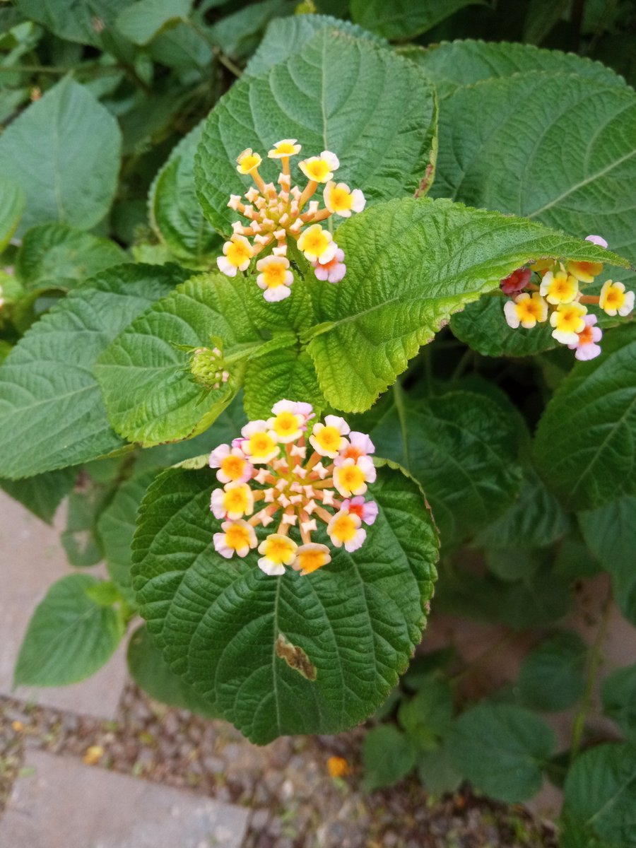 astrodeeptej's tweet photo. 🌷🌸🏵️🌼🌻 https://t.co/n4Bv83I2r9