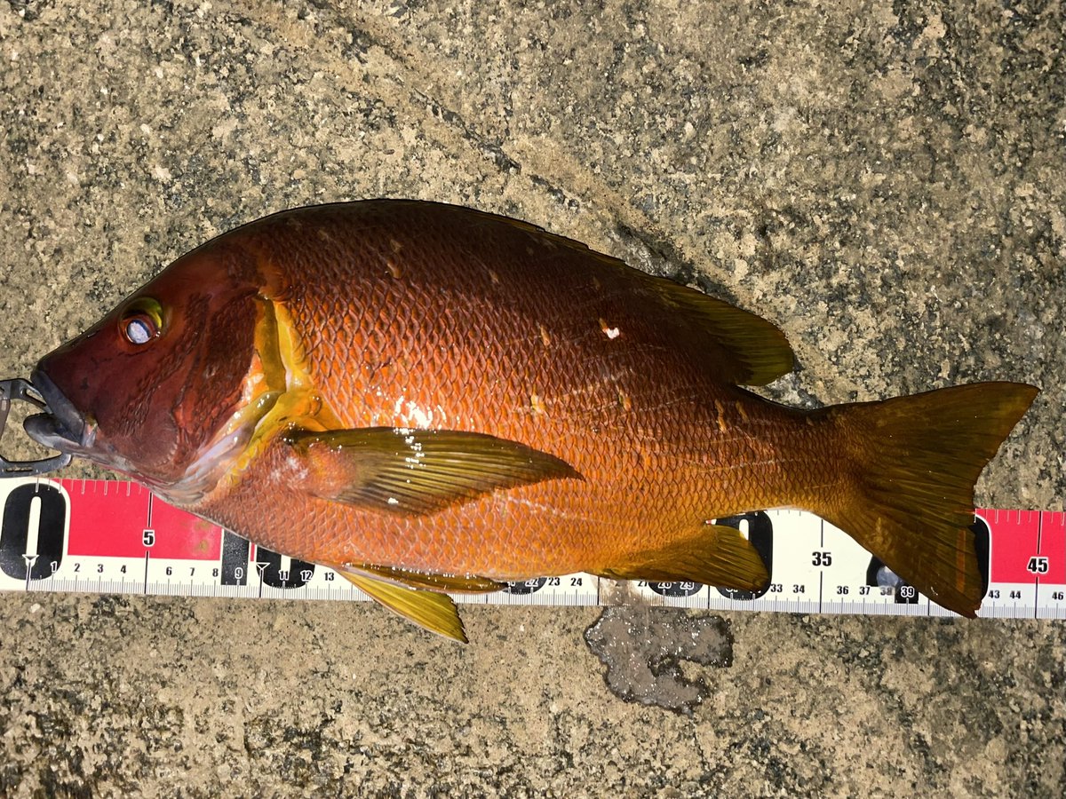 kanrafishing's tweet photo. やばいやばいやばいやばい
えっこれフエダイだよね？ https://t.co/rBb8yVwbRB