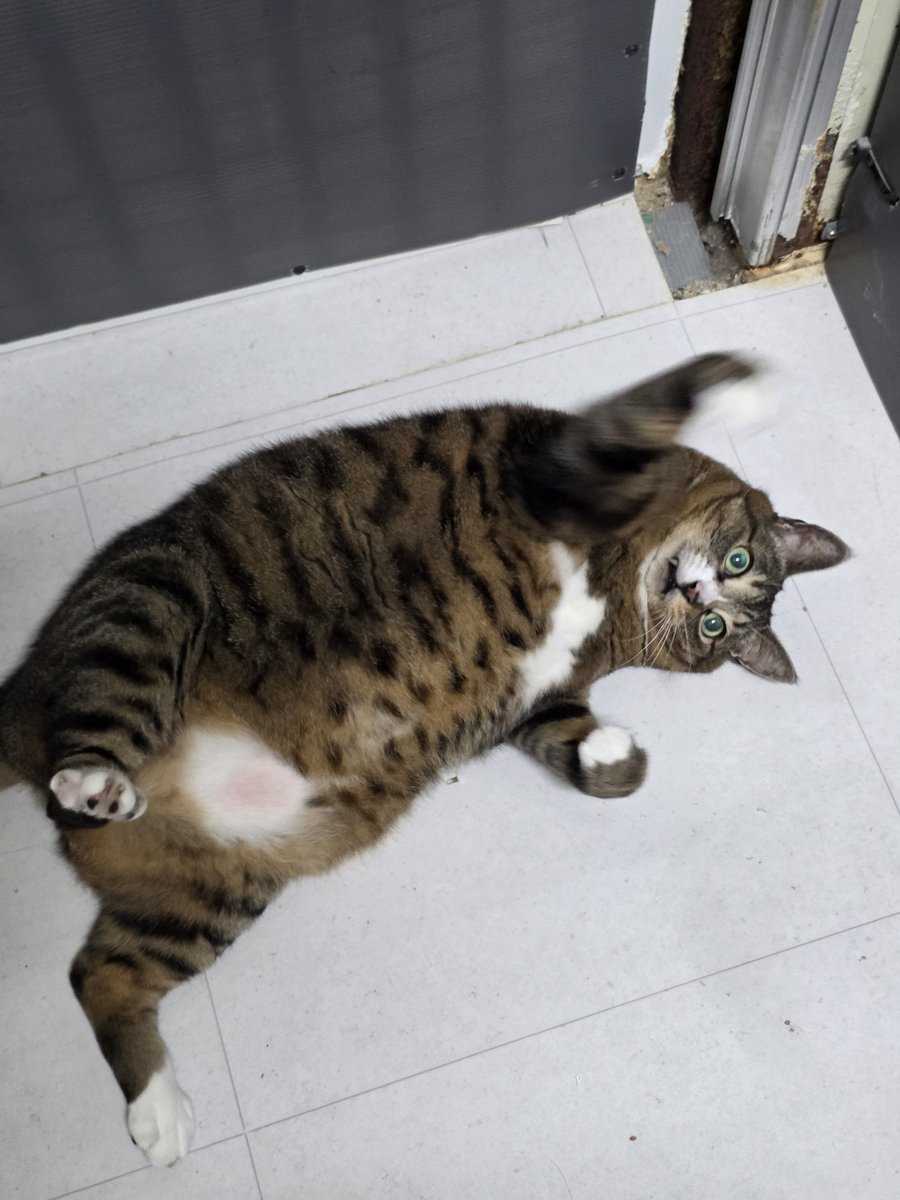 CLBK4cats's tweet photo. 내 이름은 감사! 고양이죠! 🥸
행동사에 강아지만 잇는 줄 아랏어? 나같이 기여분 고냥구도 이따고~ 째금 통통하지만 낚시대 만큼은 날렵하에 낚아챈다 흐랴앗~!
이제 임보가족만 낚아채문 대는데!
#행동사_감사 #행동하는동물사랑 https://t.co/IdWMXYlBQo