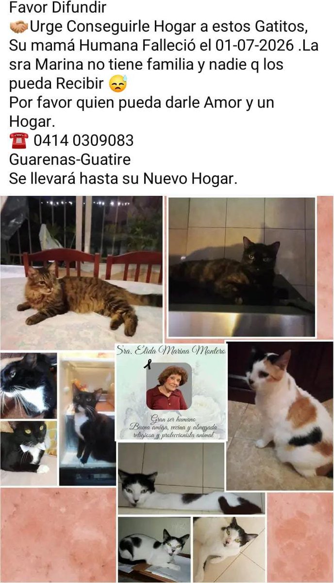 AyudaAnimales♥ tweet media