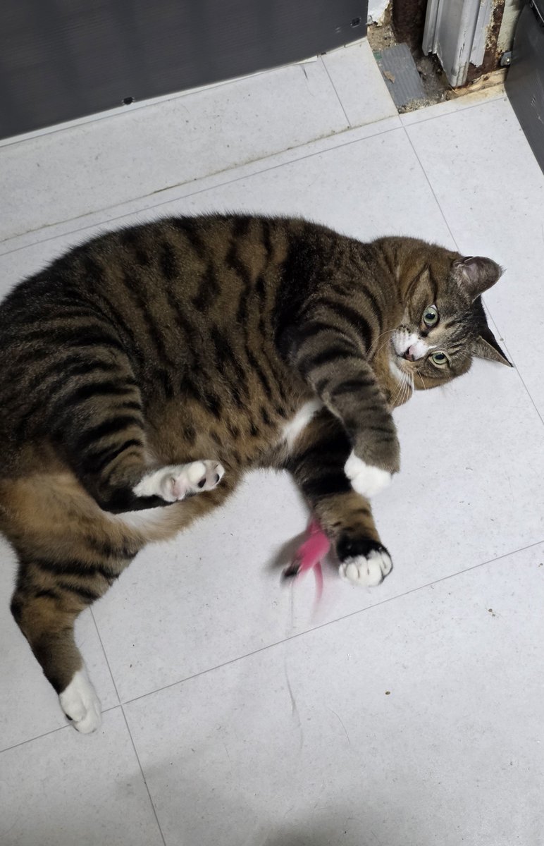 CLBK4cats's tweet photo. 내 이름은 감사! 고양이죠! 🥸
행동사에 강아지만 잇는 줄 아랏어? 나같이 기여분 고냥구도 이따고~ 째금 통통하지만 낚시대 만큼은 날렵하에 낚아챈다 흐랴앗~!
이제 임보가족만 낚아채문 대는데!
#행동사_감사 #행동하는동물사랑 https://t.co/IdWMXYlBQo
