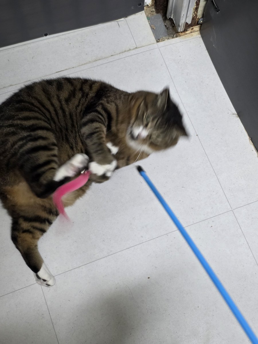CLBK4cats's tweet photo. 내 이름은 감사! 고양이죠! 🥸
행동사에 강아지만 잇는 줄 아랏어? 나같이 기여분 고냥구도 이따고~ 째금 통통하지만 낚시대 만큼은 날렵하에 낚아챈다 흐랴앗~!
이제 임보가족만 낚아채문 대는데!
#행동사_감사 #행동하는동물사랑 https://t.co/IdWMXYlBQo