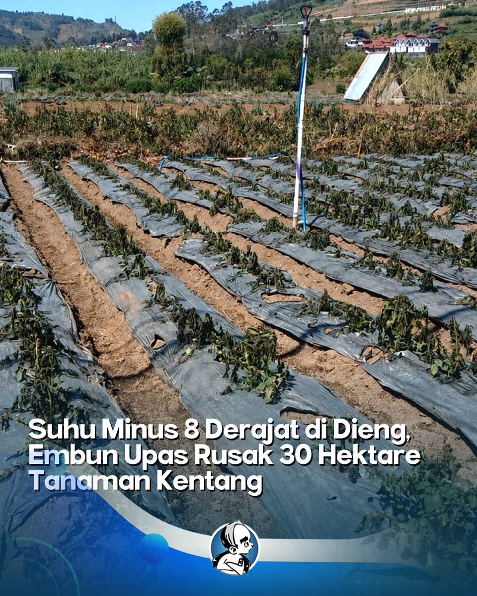 radarmasnetwork's tweet photo. Embun upas di Dieng capai -8ยฐC, 30 hektare tanaman kentang rusak. Petani terancam gagal panen. Solusi: tumpang sari dengan kopi/carica & pelindung lahan. Fenomena masih berpotensi Juli-Agustus. #Dieng #Pertanian #EmbunUpas https://t.co/2CnprwW6fY
