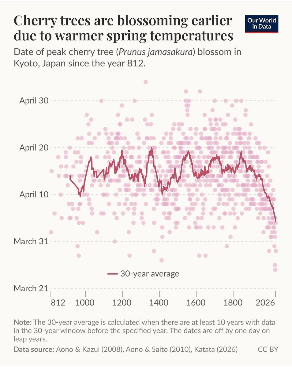 lforesti's tweet photo. 1.200 anni di dati sui ciliegi in fiore

A Kyoto, monaci e cronisti annotano la data di piena fioritura dei ciliegi (Prunus jamasakura) dall'anno 812. È una delle serie fenologiche più lunghe mai raccolte dall'uomo: dodici secoli di osservazioni.

Per 1.100 anni la media trentennale oscilla tra il 10 e il 20 aprile. Su e giù, secolo dopo secolo, dentro una banda stabile. Rumore naturale.

Poi arriva il Novecento e la curva precipita. Oggi la fioritura media cade attorno al 5 aprile — fuori da qualsiasi valore registrato in dodici secoli. Il 2021 ha segnato il record assoluto: la fioritura più precoce dall'812.

Fonte: Our World in Data, su dati Aono & Kazui (2008), Aono & Saito (2010), Katata (2026)