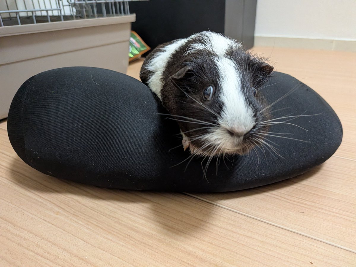 20190120_P's tweet photo. ぽんず、ビーズクッションが好き https://t.co/cvbg8YifcB