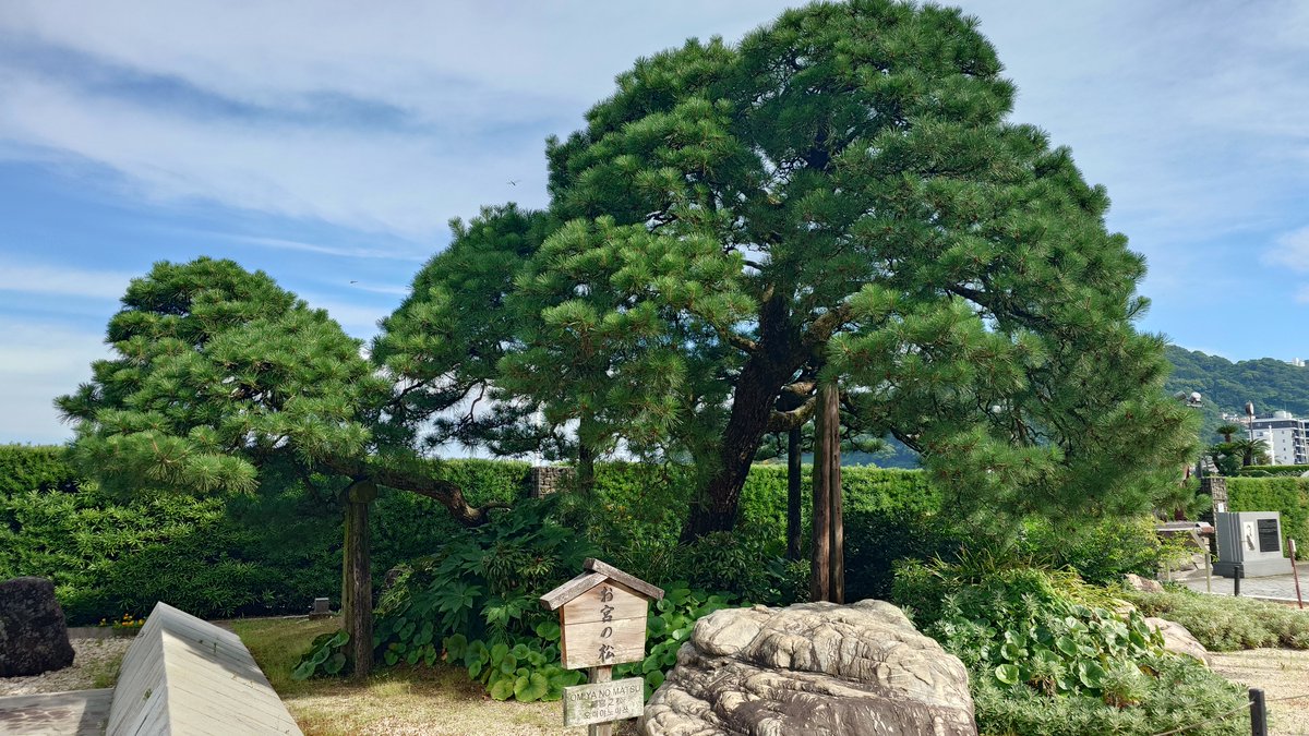 hide_0111's tweet photo. @ 来宮神社
@ お宮の松 https://t.co/g3UvVGla0q