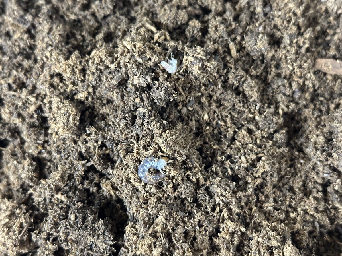 donguri648's tweet photo. ウエストウッディの幼虫が孵化し始めました。

幼虫販売はまだ先になりそうですが、産卵も順調なので一安心です。

YouTubeにショート動画をアップ致しました。 https://t.co/SkHolga3Oq