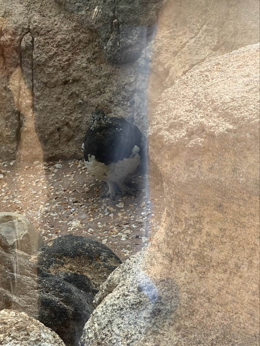daaapan15's tweet photo. 上野動物園
🐼はいないけど、今は雷鳥さんが推しに🐤
どんどん距離感が近くなって、最後には目が合いました😍
ずんぐりむっくりの胴体と短足がたまらん♡
秦先生の写真展にも登場してました❣️

#秦達夫
#omsystemgallery https://t.co/Y9OCtG96Z6
