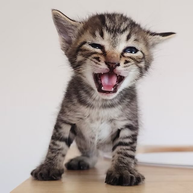 minatoneco's tweet photo. ／
😺  ご来場お待ちしてますニャー！🐾
＼

🌻みなとねこ田町・三田譲渡会🐈
📅7/12(日) 13:30〜15:30
📍三田NNホール＆スペース
(田町駅・三田駅近く)
ご来場予約まだ間に合います♪
この春生まれのチビ子猫たちも頑張って参加します！ぜひ会いに来てニャ🐾 https://t.co/oz7EoEDQZg