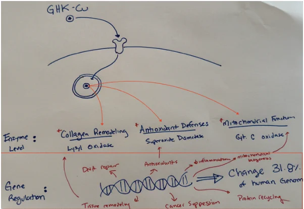 ghk cu cancer Nick Norwitz MD PhD on X: 