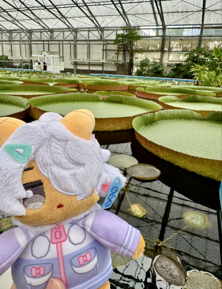 Pondefry's tweet photo. #おでかけまくらちゃん 
※公式ぬい撮りスポット https://t.co/n7fhi6HlNB